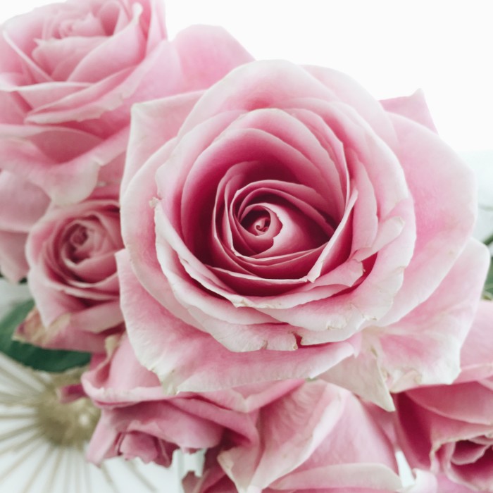 flower-rose-louie-schwartzberg- inspired-gratitiute